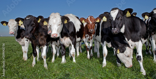 Cows in meadow. Cattle breeding. Netherlands. Farming