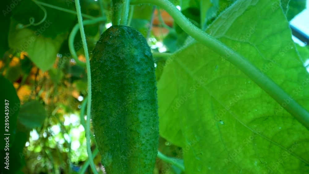 Cucumbers in a garden in village. Scourge of cucumbers on grid. bed of cucumbers in open air. One green ripe cucumber on a bush among the leaves. Cucumber on the background of the garden.