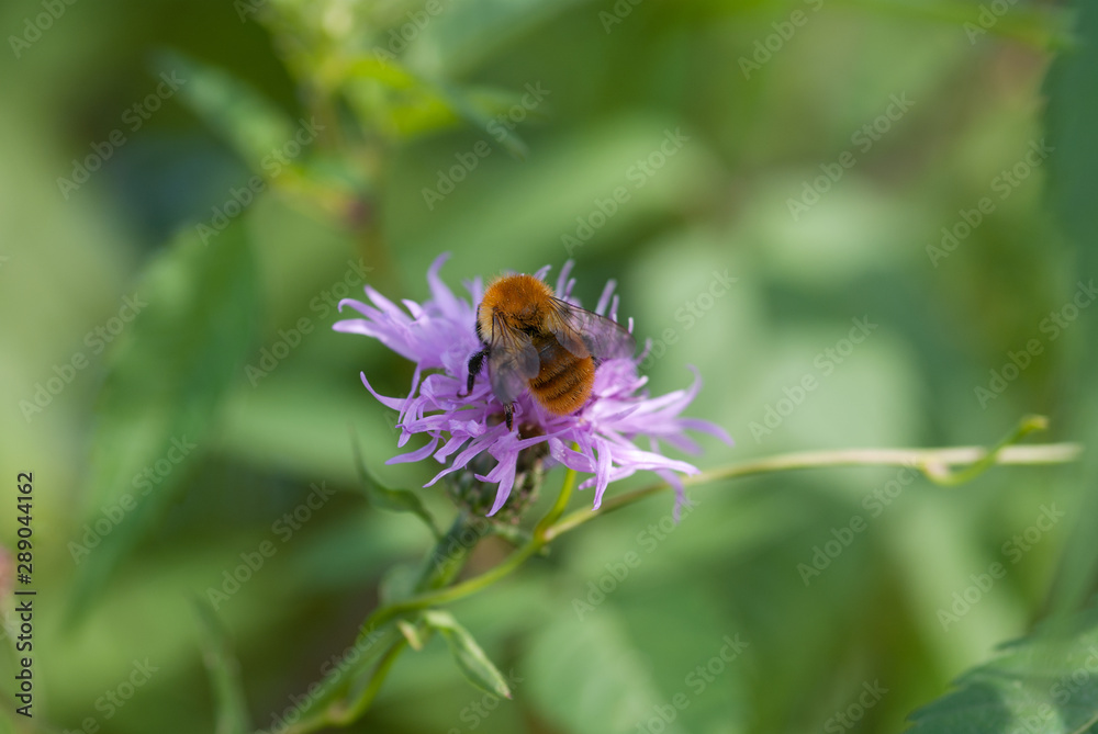 l'ape prende il nettare dal fiore l'ape prende il nettare dal fiore