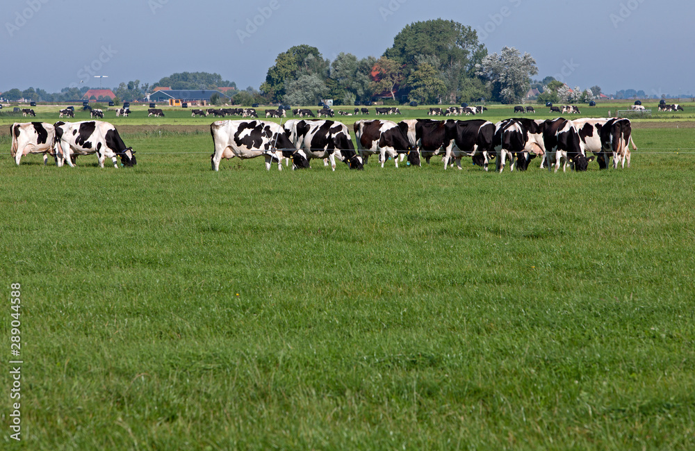 Cows in meadow. Cattle breeding. Netherlands. Farming Cows in meadow. Cattle breeding. Netherlands. Farming