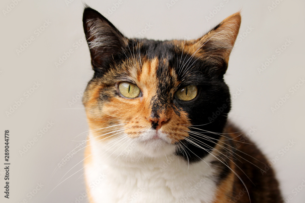 beautiful adult domestic cat with smart eyes, black, brown and white color, close-up, copy space