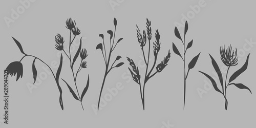 Vector illustration of dafferent twigs and flowers