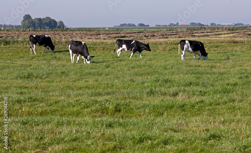 Cows in meadow. Cattle breeding. Netherlands. Farming