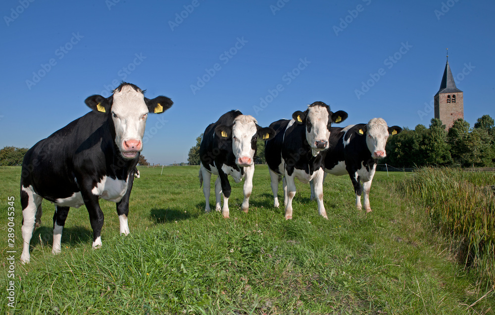 Dutch cows in meadow. Netherlands. Farming.