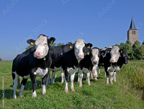 Cows in Meadow. Netherlands. Farming