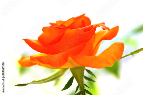 bud of a bright orange rose on a white background