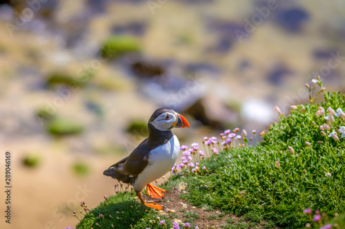 Puffin Atlantic bird colors colorful Ireland coast island fauna life wildlife animal  © Cristi