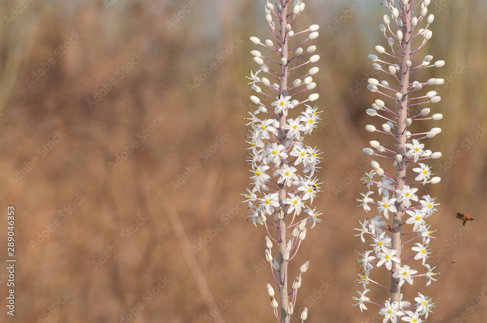 The Squill blossoms and heralds the coming of autumn The Squill blossoms and heralds the coming of autumn