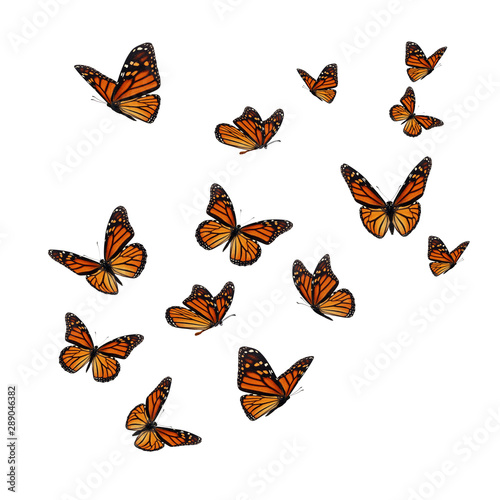 Wallpaper Mural Beautiful monarch butterfly