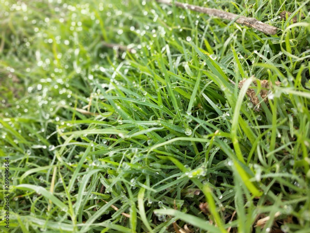 green grass with water drops green grass with water drops
