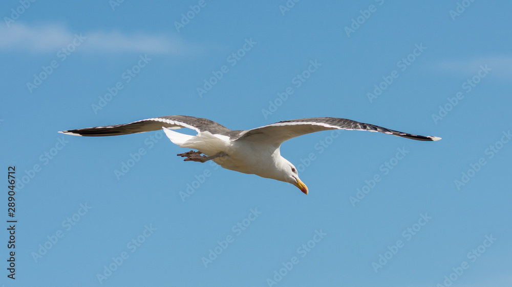Wildlife nature bird flying seagull Ireland Wildlife nature bird flying seagull Ireland
