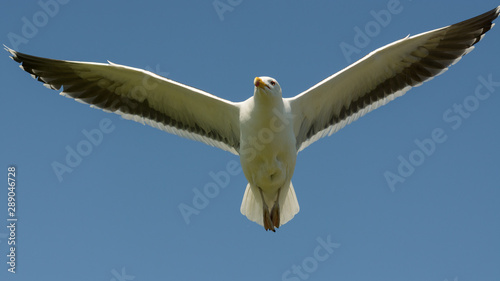 Wildlife nature bird flying seagull Ireland 