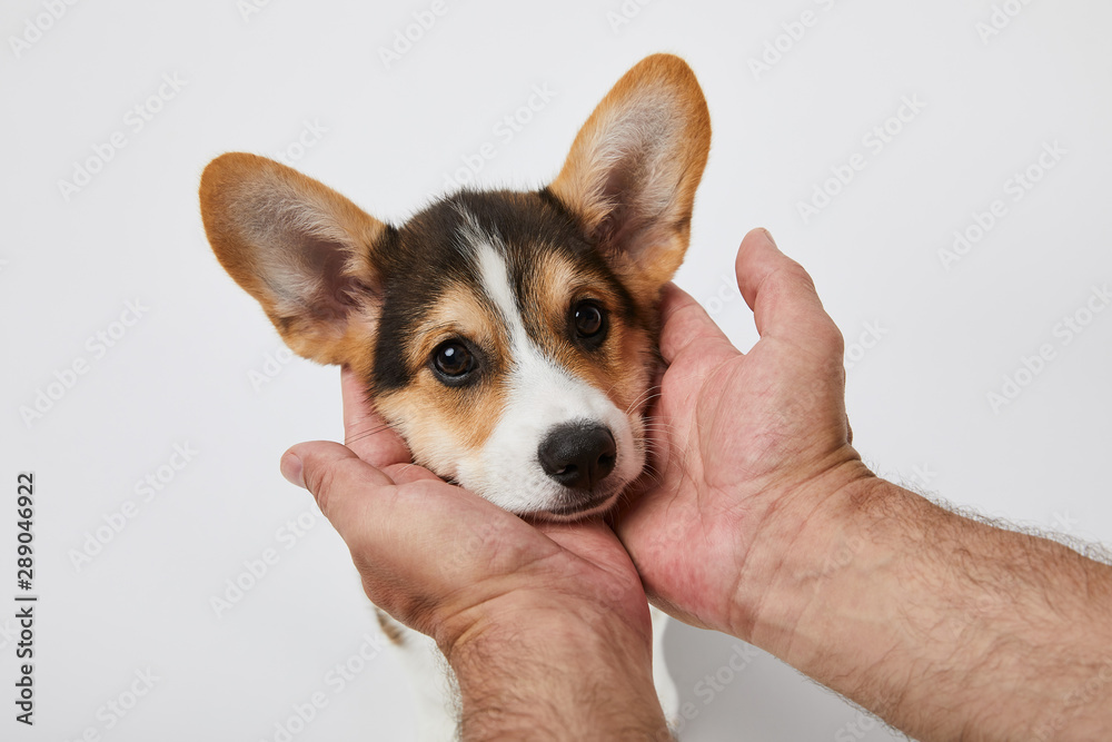 corgi muzzle