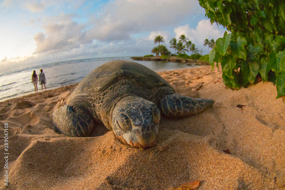 ハワイノースショアの夕景とウミガメ Stock 写真 Adobe Stock
