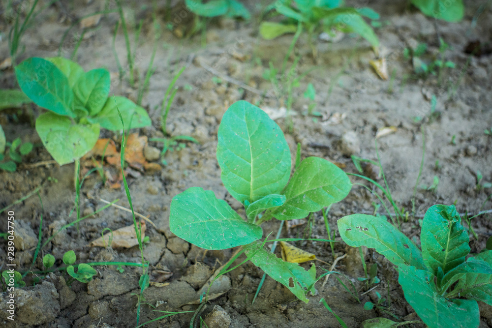 growing tobacco green tobacco in the field growing tobacco green tobacco in the field