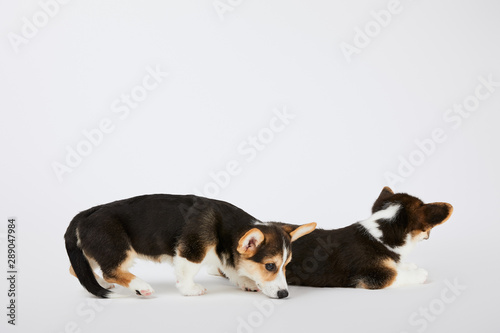 side view of cute welsh corgi puppies on white background