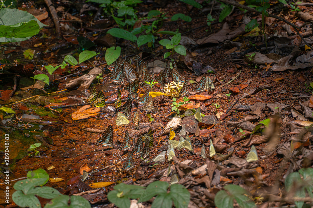 A group of butterflies eat food in the forest beside Lamtakong river in Khao Yai National Park A group of butterflies eat food in the forest beside Lamtakong river in Khao Yai National Park
