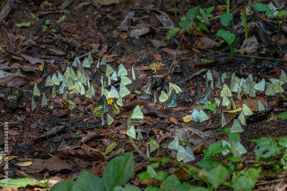 A group of butterflies eat food in the forest beside Lamtakong river in Khao Yai National Park A group of butterflies eat food in the forest beside Lamtakong river in Khao Yai National Park