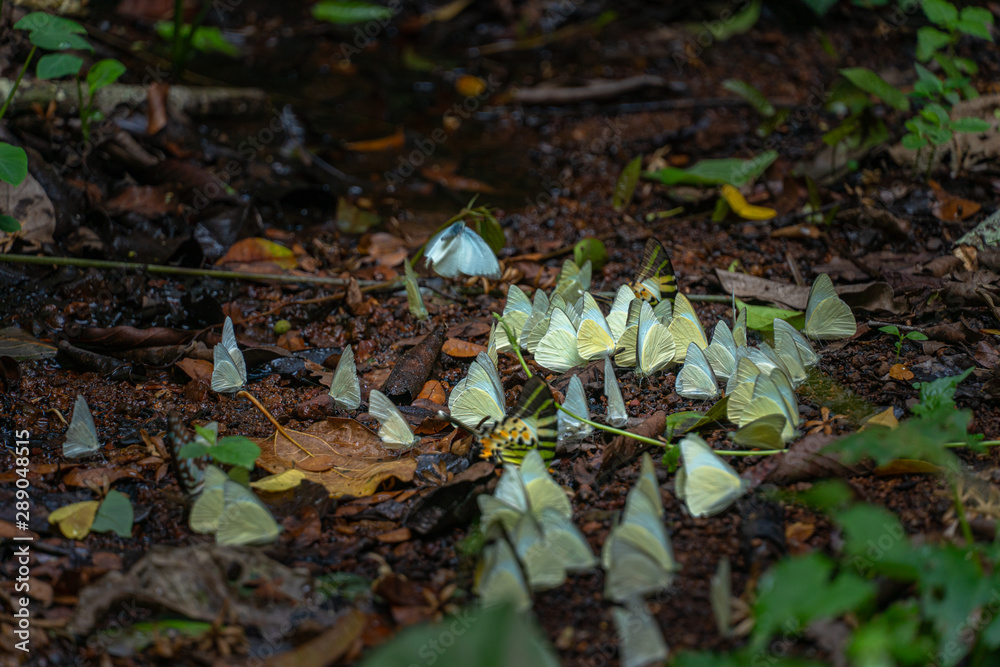 A group of butterflies eat food in the forest beside Lamtakong river in Khao Yai National Park A group of butterflies eat food in the forest beside Lamtakong river in Khao Yai National Park