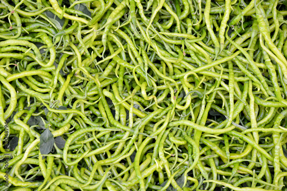 fresh and organic green peppers in market fresh and organic green peppers in market