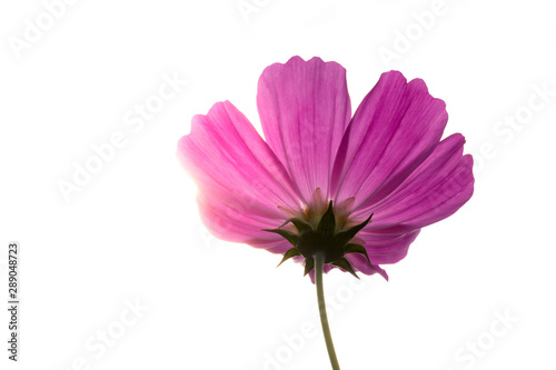 pink cosmos isolated on white background