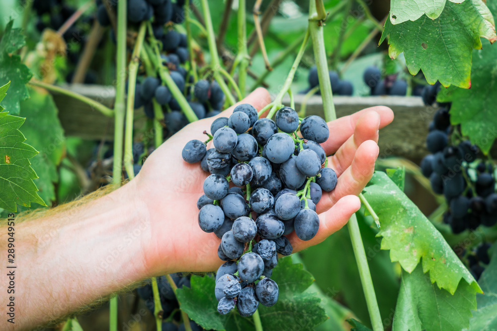 harvest of ripe black grapes in the farmer's hand