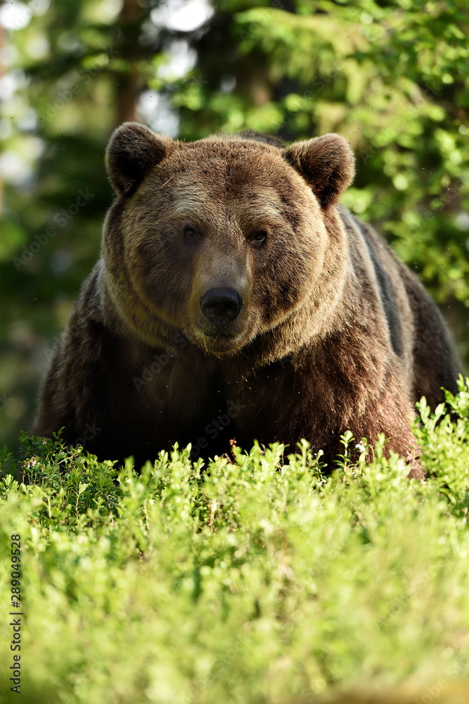 brown bear portrait in forest