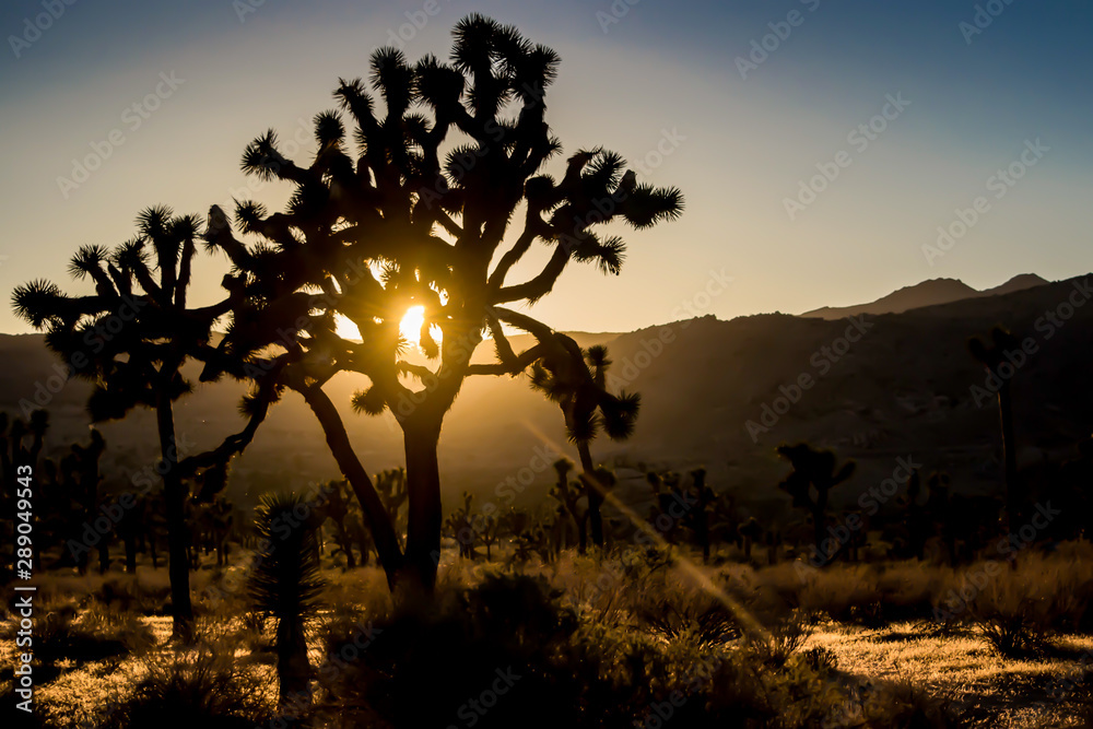 Trees in silhouette during sunset, at Joshua Tree National Park, California, USA. 