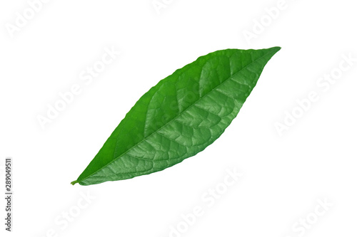 isolated​ tooth brush tree​ leaf​ on​ white​ background.​ isolated​ green​ leaf​ on​ white​ background.