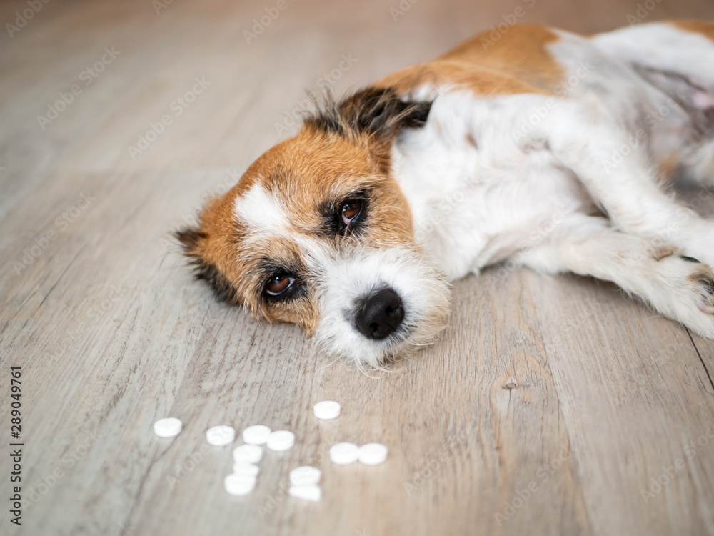 Kleiner Terrier Hund mit weißen Tabletten am Boden liegend, Notfall,  Vergiftung Stock Photo | Adobe Stock
