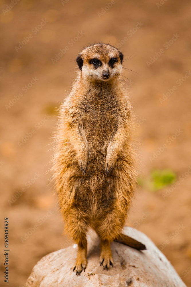 Attentive meerkat Attentive meerkat