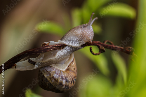 Live snail in the wild in the countryside