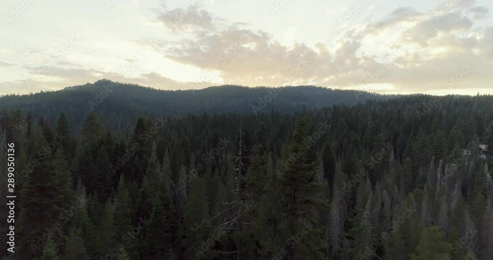 Aerial Shot Flying Over and Passing Close to Trees in Sequoia at Sunset Aerial Shot Flying Over and Passing Close to Trees in Sequoia at Sunset