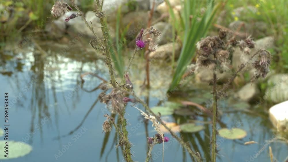 Handheld, tilting, medium close up shot of a barbed milkweed plant next to a pond.