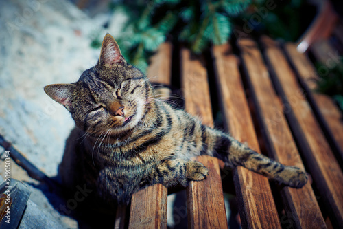 A gray cat sits on a bench