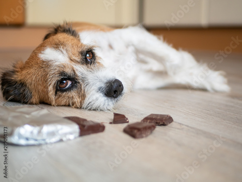 Kleiner Terrier Hund mit Schokolade am Boden liegend, Bauchschmerzen, Vergiftung