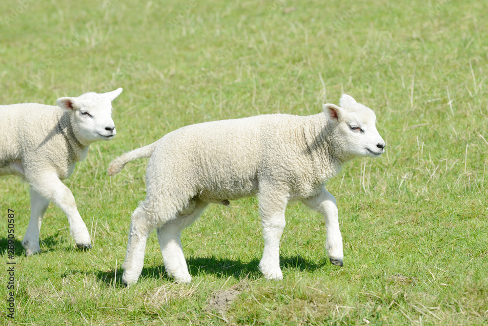 two white sheep lambs running on pasture two white sheep lambs running on pasture