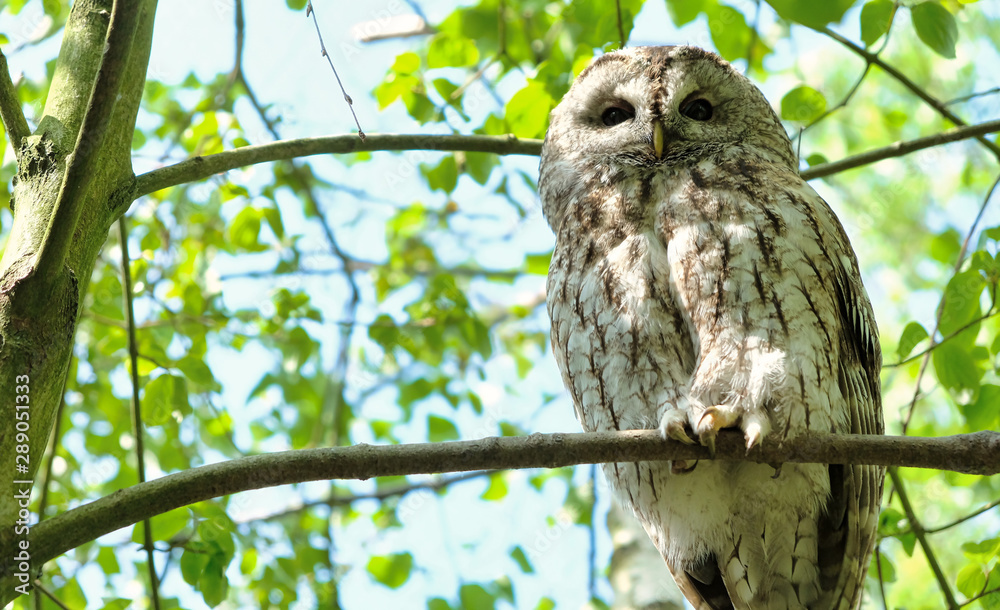 Great Grey Owl Strix nebulosa on tree at forest Great Grey Owl Strix nebulosa on tree at forest