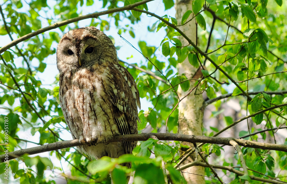 Great Grey Owl Strix nebulosa on tree at forest Great Grey Owl Strix nebulosa on tree at forest