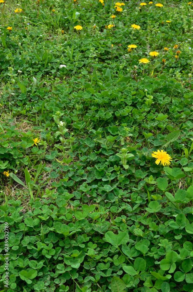 dandelion flowers and White clover, spring grass field background