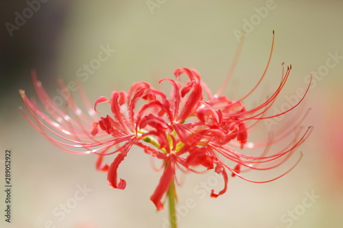Canvas Print Lycoris radiata