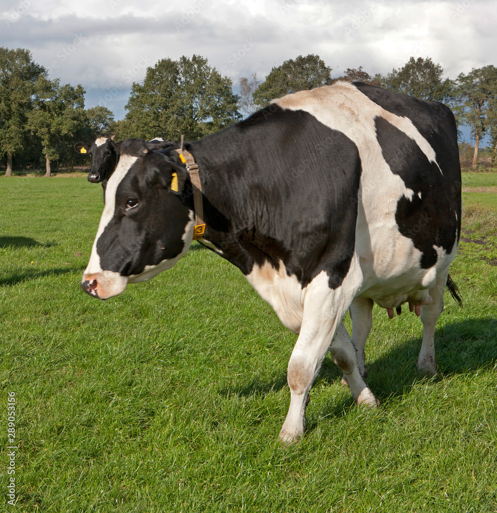 Cows grazing  in Dutch meadow Netherlands