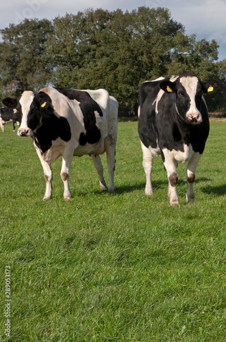 Cows grazing in Dutch meadow Netherlands