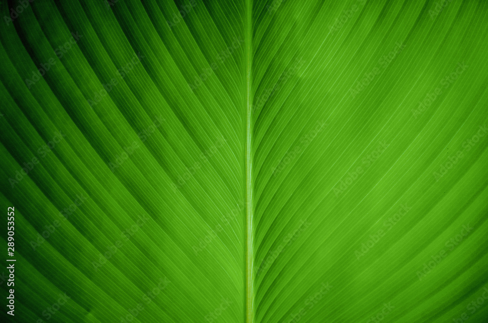 Closeup view of a green banana leaf Closeup view of a green banana leaf