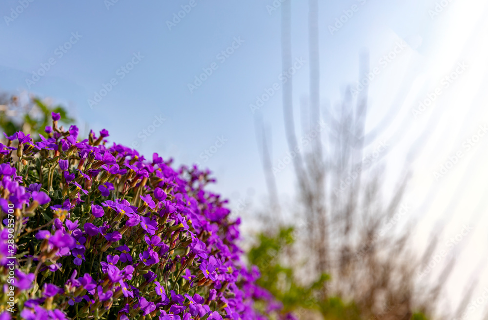 Obraz premium Blooming lilacbush