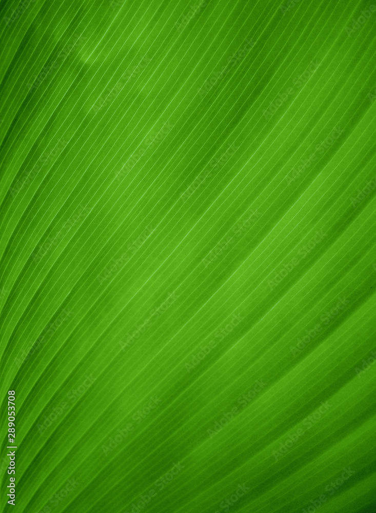 Closeup view of a green banana leaf Closeup view of a green banana leaf