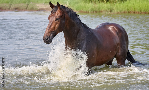 Beautiful thoroughbred horse swims in water lake.