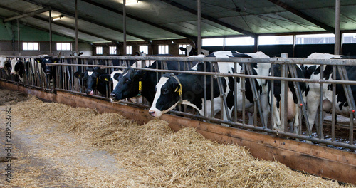Cows in modern stable. Farming Netherlands © A