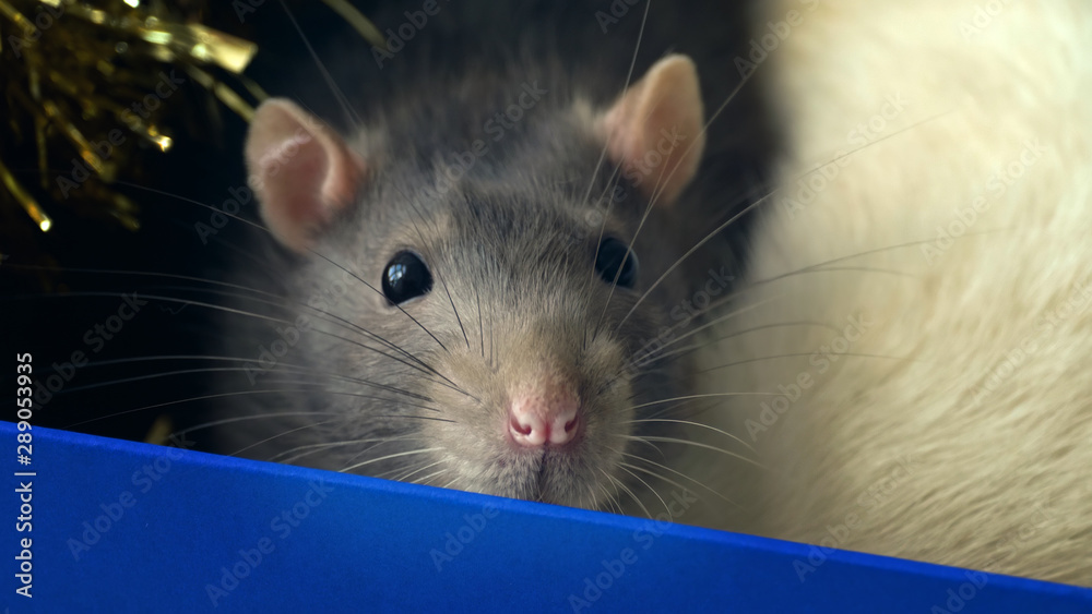 Portrait of gray domestic rat sitting in a box and sniffing. Rat face close-up
