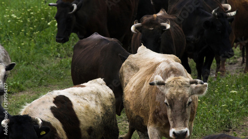 Closeup of a herd of black and brown cows walk at green field